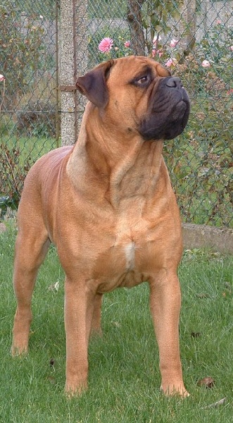 Red Rock du Mont L'Aigle (Elite A) | Bullmastiff 