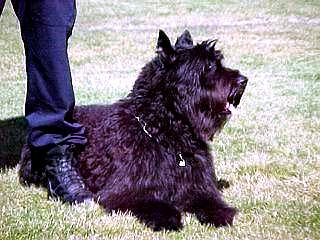 Redwinds Ichabod Vuilbaard | Bouvier des Flandres 