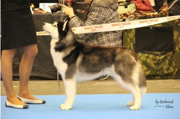 Kailua Snowmist Carbon | Siberian Husky 