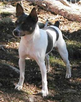 K2's Ice Crystal Amazon | Rat Terrier 