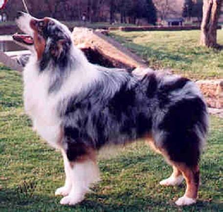 Pennycaeraus Flashing Blue | Australian Shepherd 