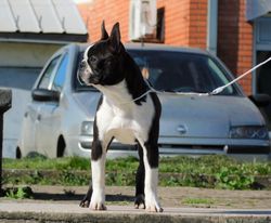 HessenVilla's Cosmo Star | Boston Terrier 