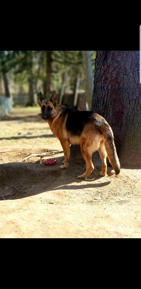 Railey Wpaws | German Shepherd Dog 