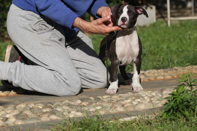 Peg's Little Peter | American Staffordshire Terrier 