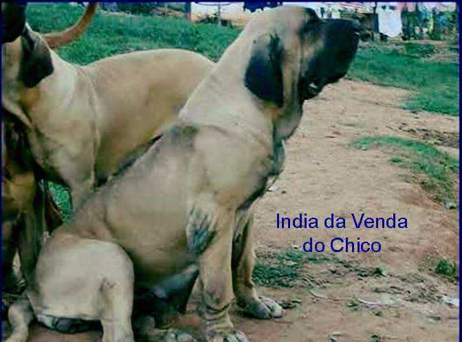 India da Venda do Chico | Fila Brasileiro 