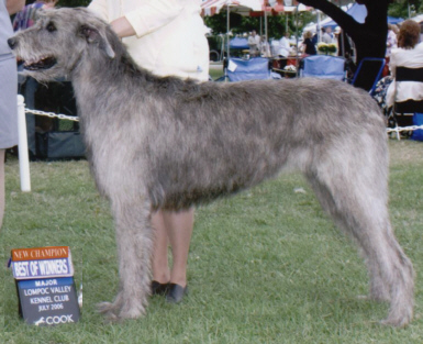 Horizons Cadenze O'Bodhran | Irish Wolfhound 