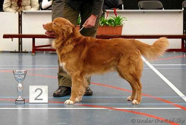 Tollwest Dances With Waves | Nova Scotia Duck Tolling Retriever 