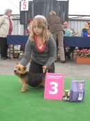 Avril Queen Lovely Companion | Norwich Terrier 