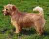 MAINLY HEYDAY | Norfolk Terrier 