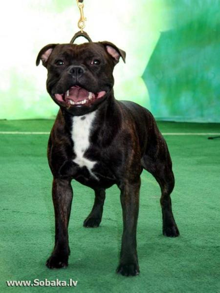 Zakstaff Mister Ripley | Staffordshire Bull Terrier 