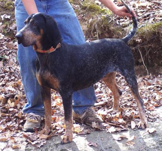 Raymond's Dixie | Bluetick Coonhound 