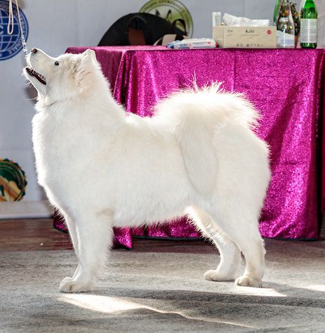 Snezhnaya Iskra Bolshaya Medveditsa | Samoyed 