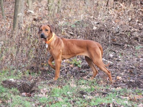 Bukavu-Bawu Zalika | Rhodesian Ridgeback 