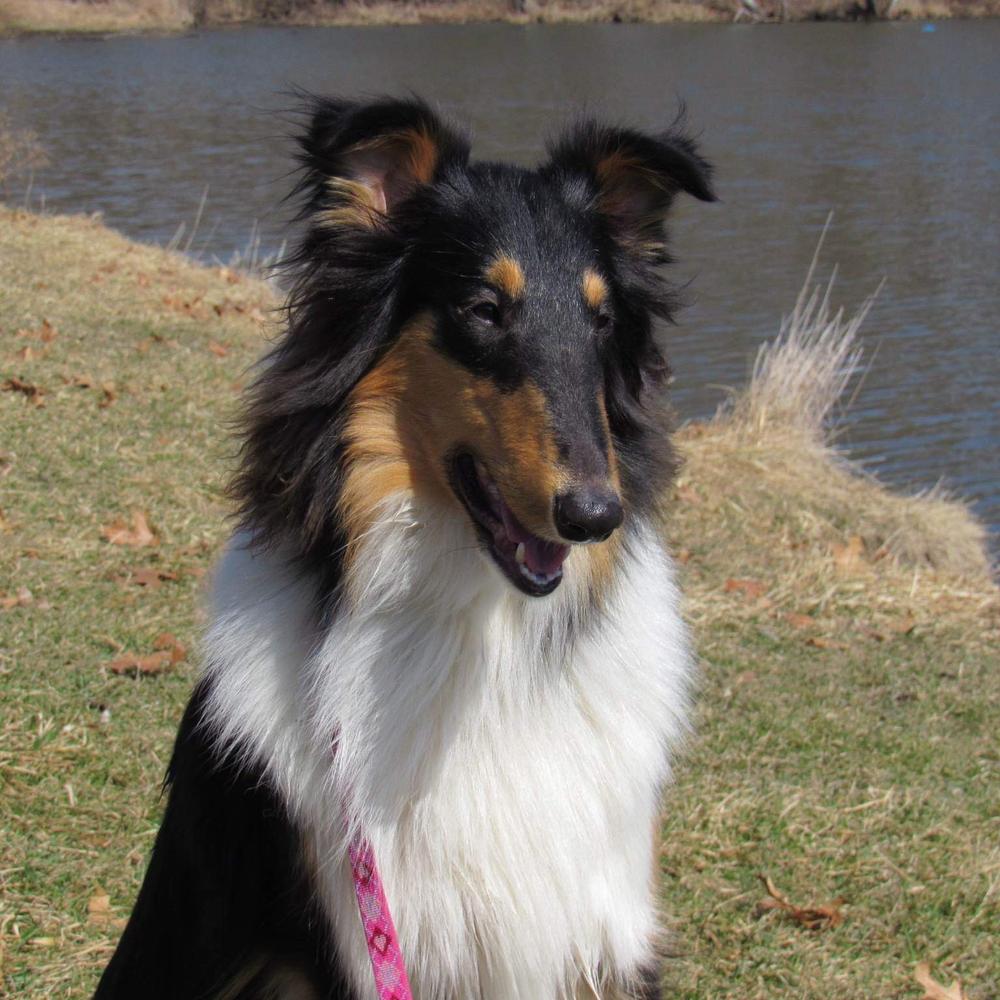 Rheign of the Direwolf | Rough Collie 