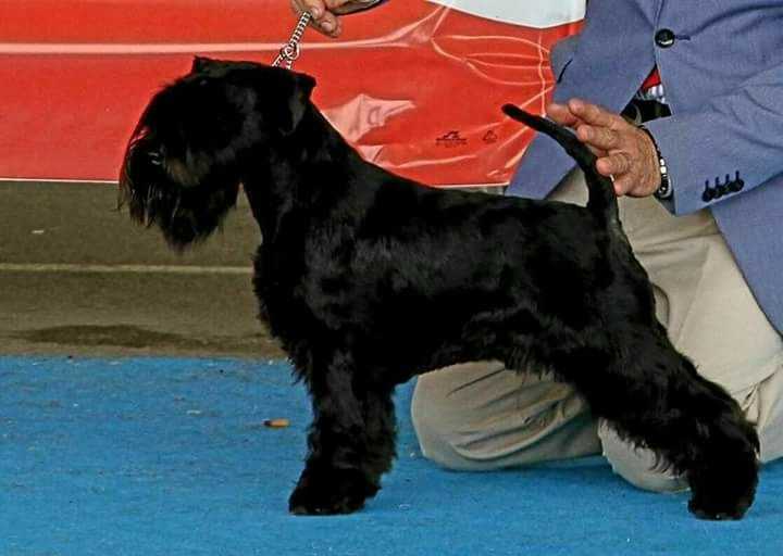 Made in Spain Quidam I | Miniature Schnauzer 