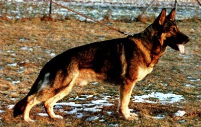 Vello von der bösen Nachbarschaft | German Shepherd Dog 