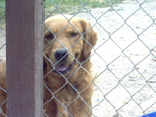 Sir Remington Buckshot Buddy | Golden Retriever 