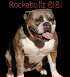 RockaBullz Bibi | Olde English Bulldogge 