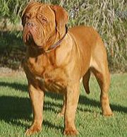 Solomon de Legeane | Dogue de Bordeaux 