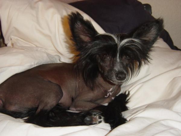 Class Woman of CRAZY DEBBIE | Chinese Crested 