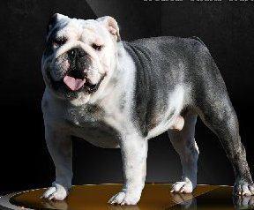 BLACKGOLD'S Graystone | Olde English Bulldogge 