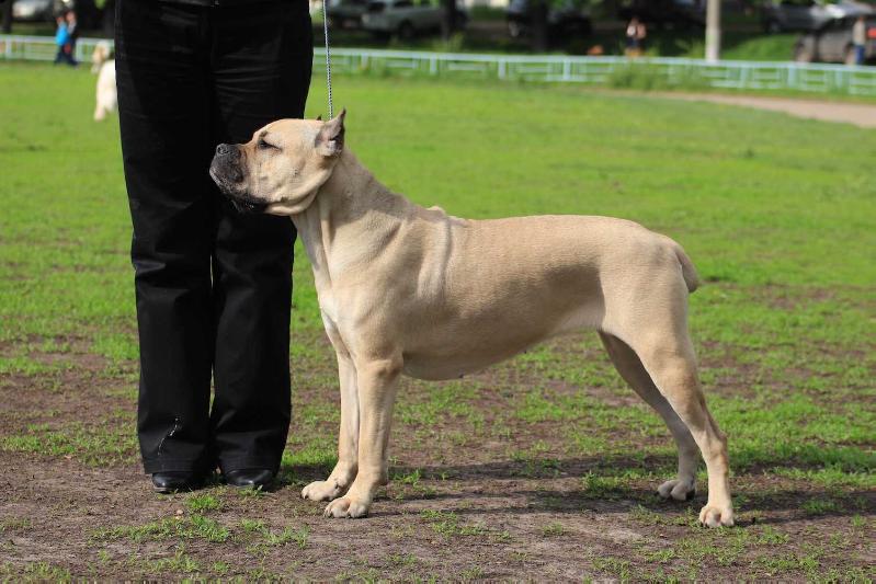 Zeja Di Oro | Cane Corso 