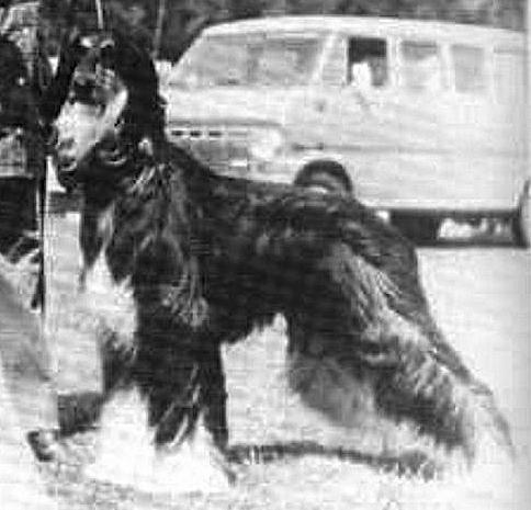 Shangrila Pharaoh Gandharra | Afghan Hound 