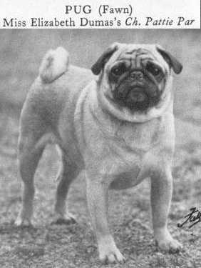 Pattie Par | Pug 