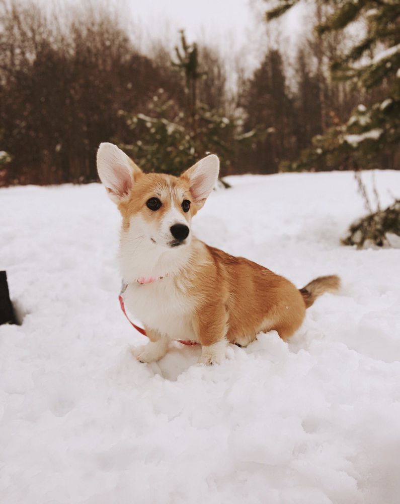 Hailait’s Wonderful Charming Chanel | Pembroke Welsh Corgi 