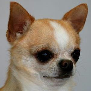 Vista Freak Show | Chihuahua 