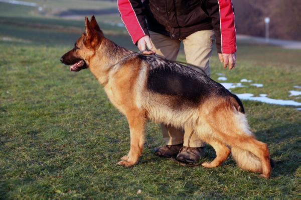 Wilow von der Blautalhalle | German Shepherd Dog 