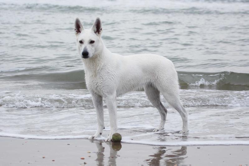 Eyuni of Shadasa | White Swiss Shepherd Dog 