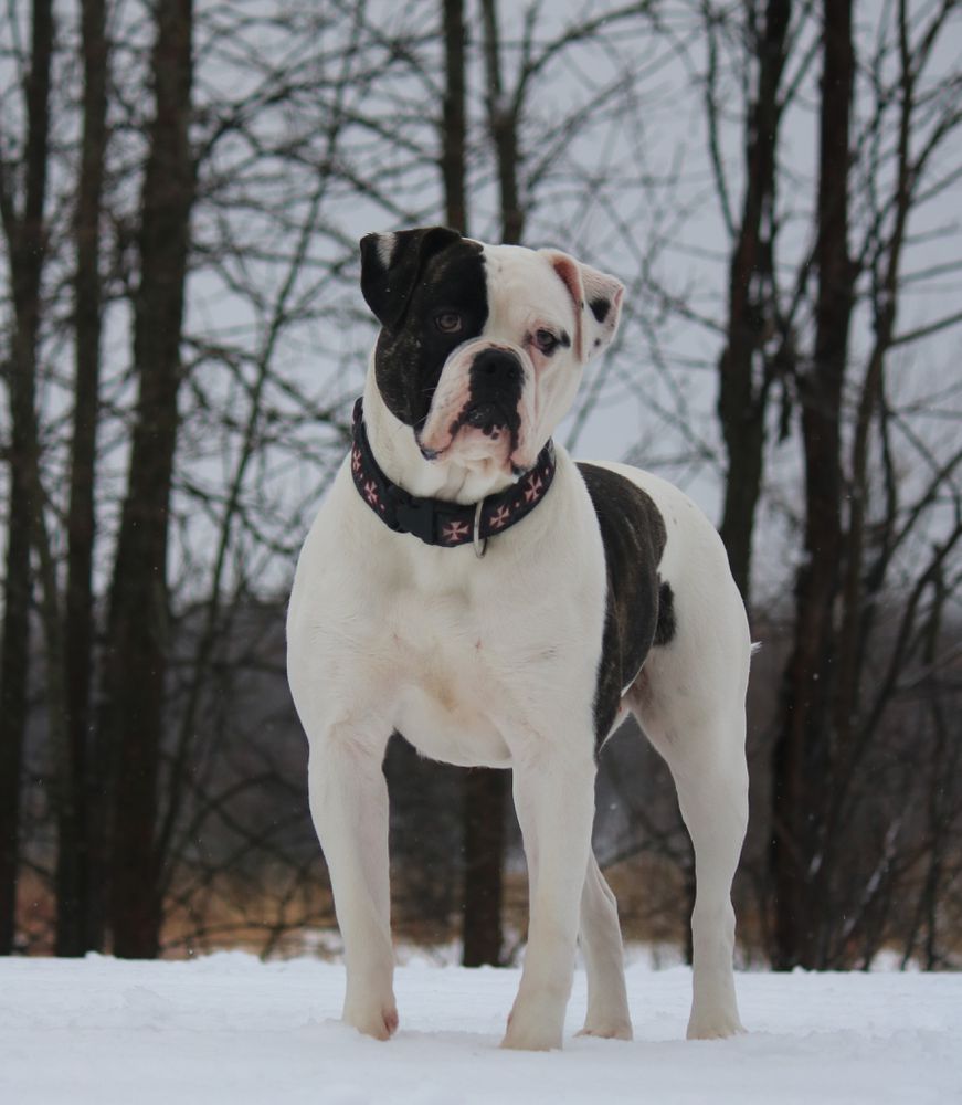 Bully Rascalz Indy 500 | American Bulldog 