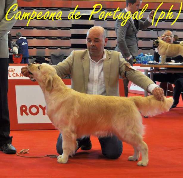 Punta Serenin Penélope | Golden Retriever 