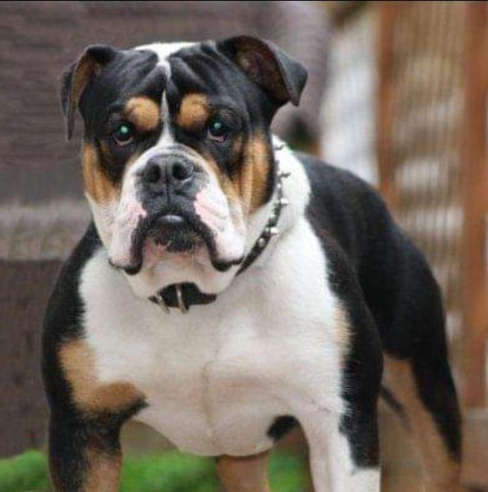 Pacific Bulldogs Gucci | Olde English Bulldogge 