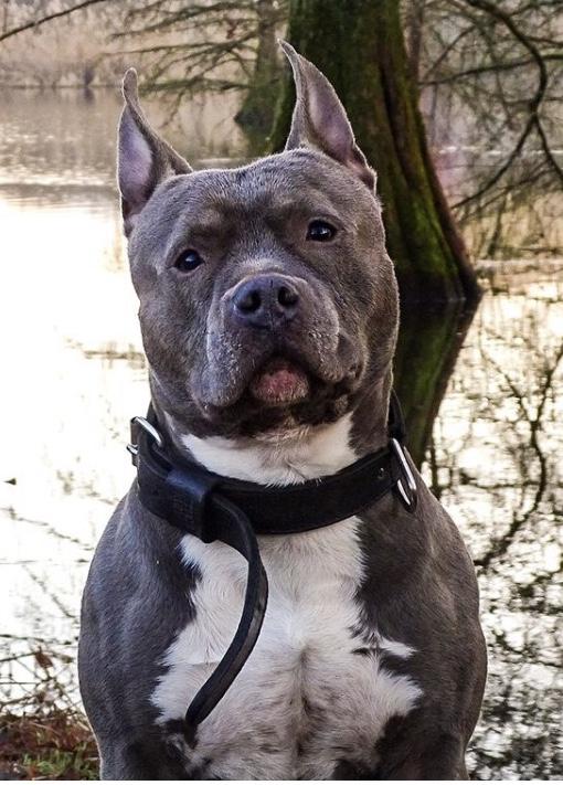 Maiko (Sans Affixe) | American Staffordshire Terrier 