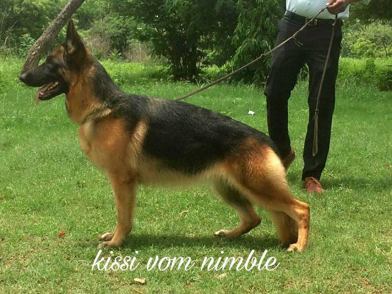 kissi vom nimble | German Shepherd Dog 