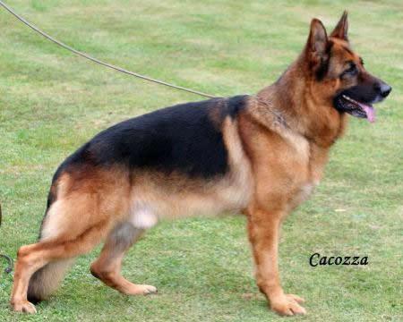Zlatko von Arminius | German Shepherd Dog 