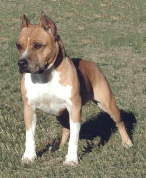 White Rock Rowdy Angel | American Staffordshire Terrier 
