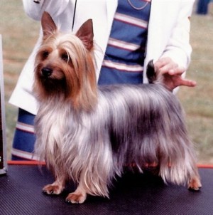 Tawny Mist Touch of Class | Silky Terrier 