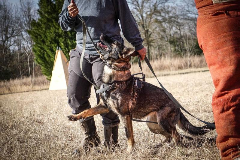 Cinder vom Aveyhaus | German Shepherd Dog 