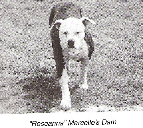 Roseanne Aka Roseanna lane | American Pit Bull Terrier 