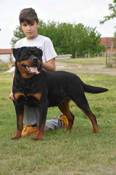 Boki Von Kristina Hause | Rottweiler 