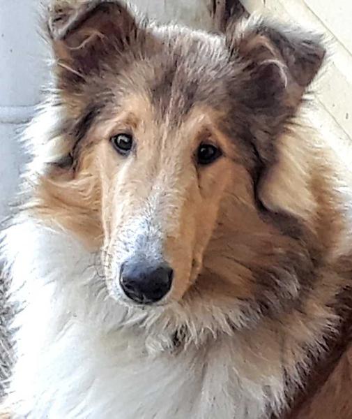LC's Samuel Aloysius Terhune | Rough Collie 