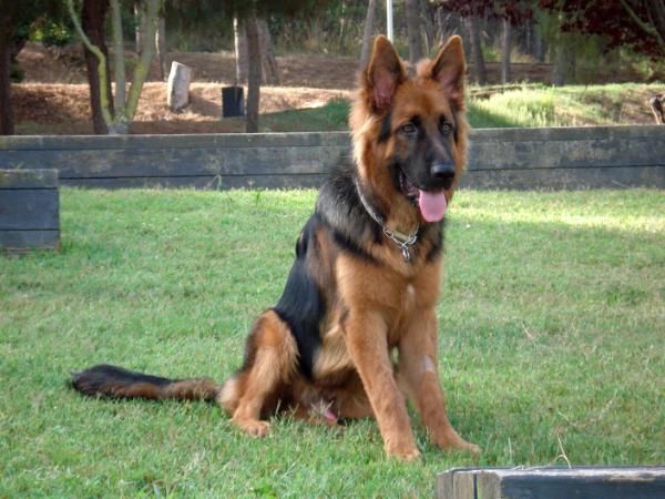 Niko de Mat | German Shepherd Dog 