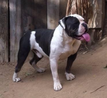 Doublewide's Cheese | Olde English Bulldogge 