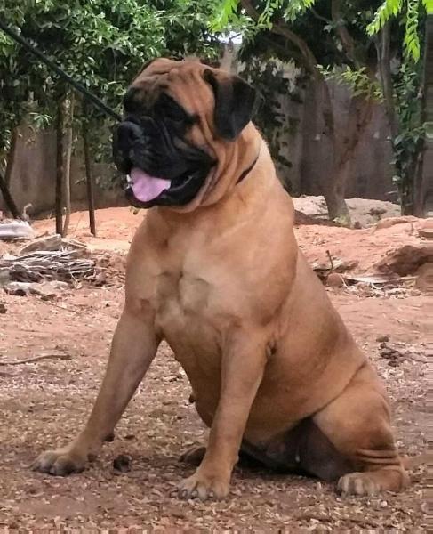 SRK SIF | Bullmastiff 