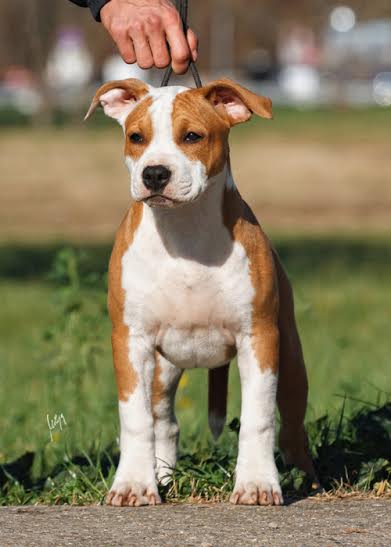 Red Alpha Prime Touch Lord Of Throne | American Staffordshire Terrier 