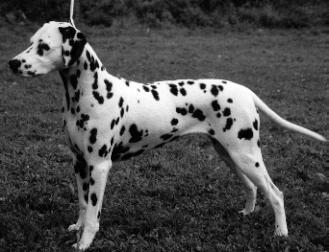 Dalmo's Jessica | Dalmatian 