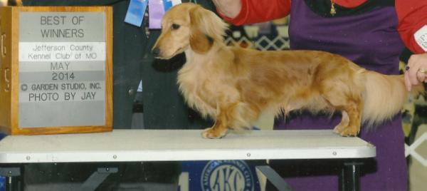 Sylmar's Stylin' N' Profilin' MLC | Dachshund 